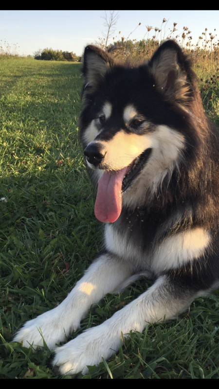 Entry image for Wilhelmina aka Willa. Clicking this image will show a larger photo