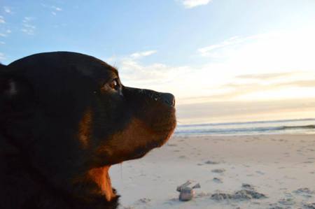 Entry image for Diesel. Clicking this image will show a larger photo