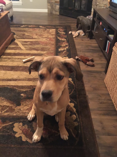 Entry image for Rosy. Clicking this image will show a larger photo