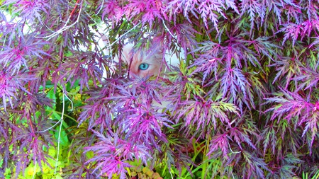 Entry image for Bob. Clicking this image will show a larger photo