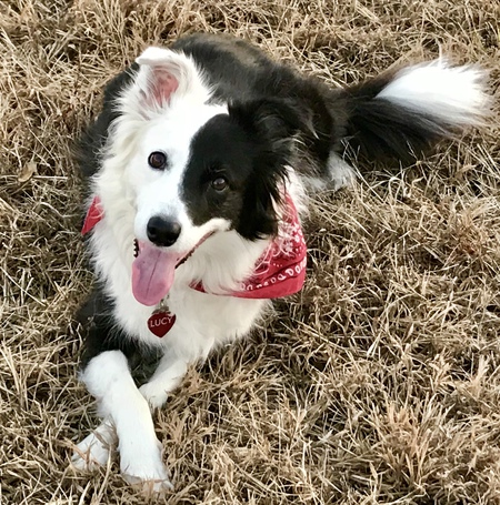 Entry image for Lucy. Clicking this image will show a larger photo