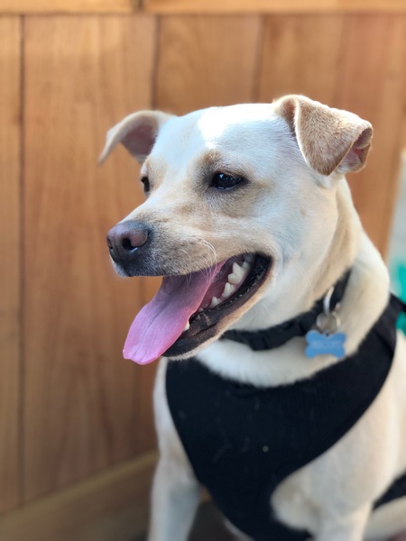 Entry image for Biscuits. Clicking this image will show a larger photo