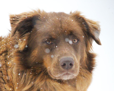 Entry image for Molly. Clicking this image will show a larger photo