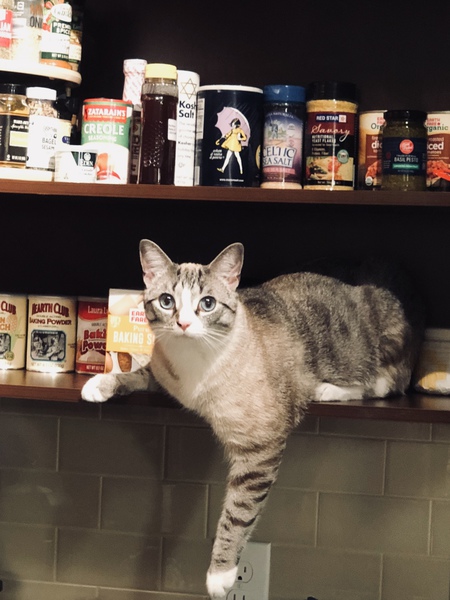 Entry image for Louis. Clicking this image will show a larger photo