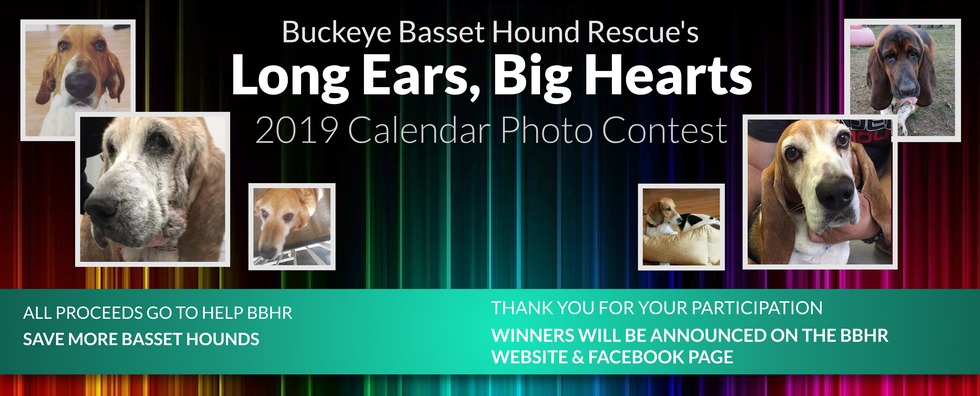 buckeye basset hound rescue