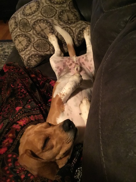 Hank
