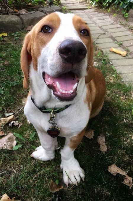 Dixon