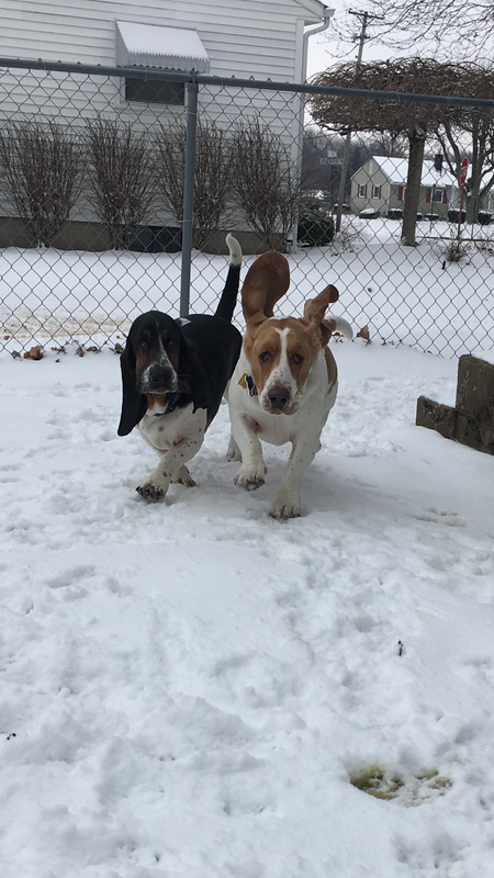 Brutus & Flash 