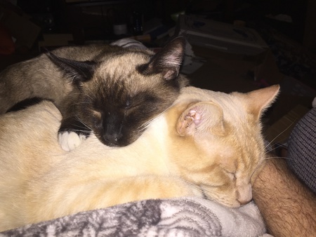 Frodo & Felix