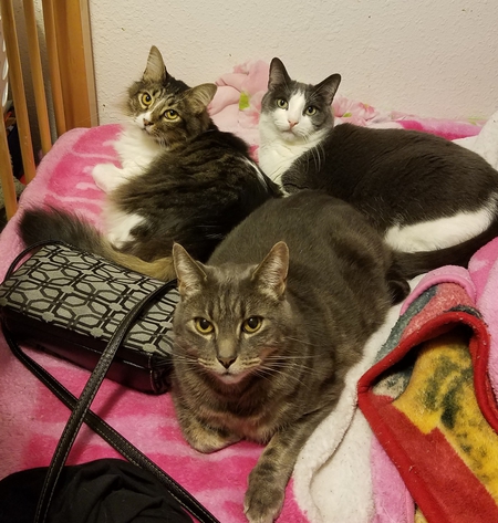 Maya, Sheldon, Tirion