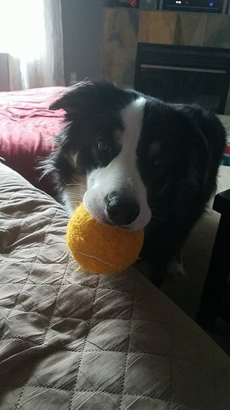 Maximus