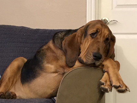 Bo