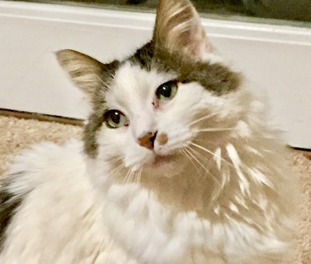 Petey