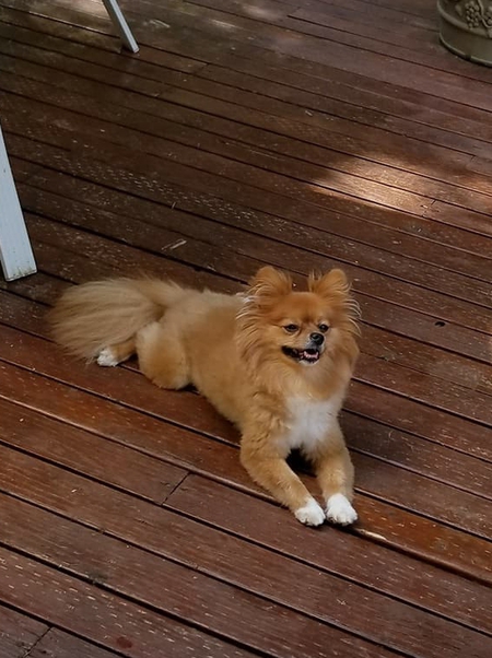 Brutus