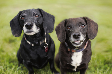 Mac and Scooter