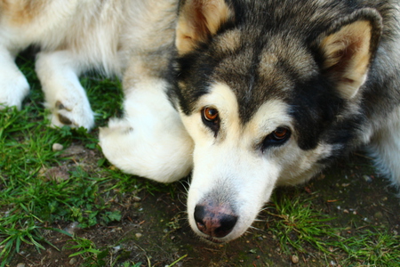 Kaiya 