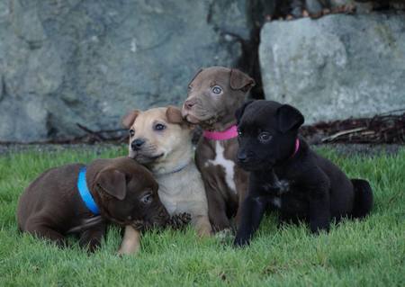 Grizzly, Scout, Cocoa and Truffles (l to r)