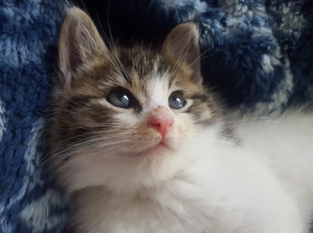 Wilson