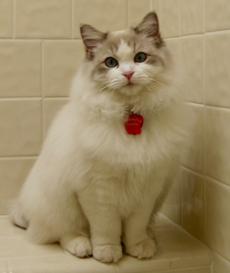 Rascal Rose