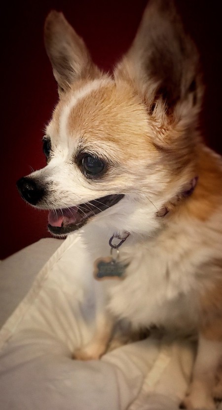 Skeeter AKA Landshark