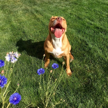 Rubee Roo