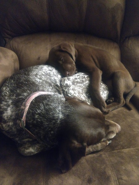 Gracie and Radar