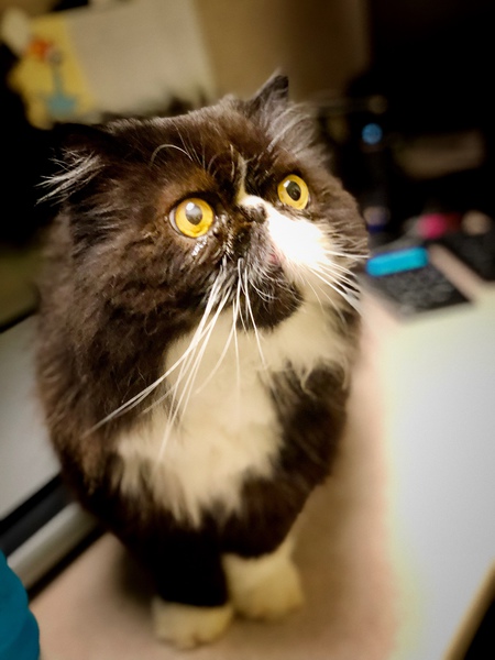 Lil Bub