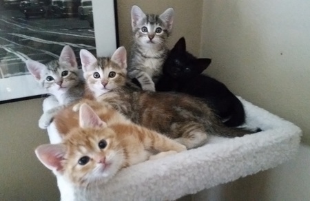 Nugget, Nala, Nutmeg, Noelle, Nefertiti 