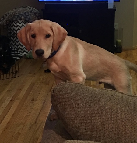 Gauge