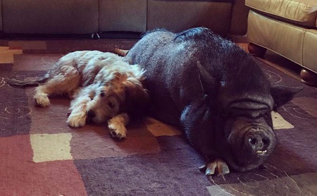 Stella & Hamlet