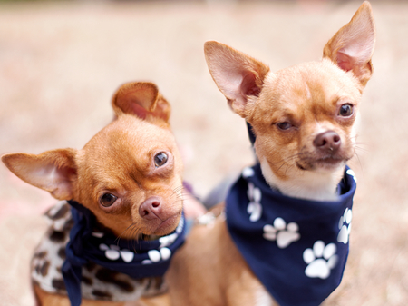Cece & Tank