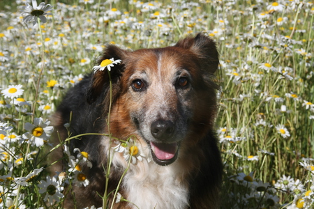 Lassie