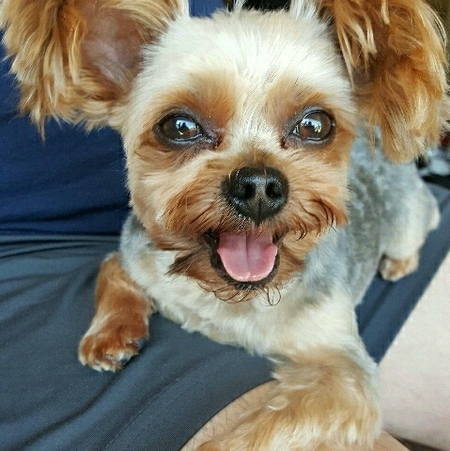 JOEY