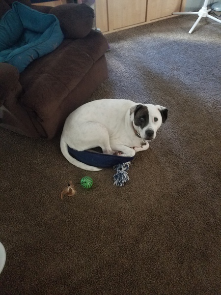 Watson
