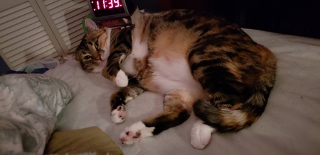 Mela