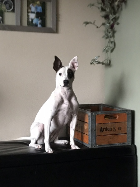 Peaches 