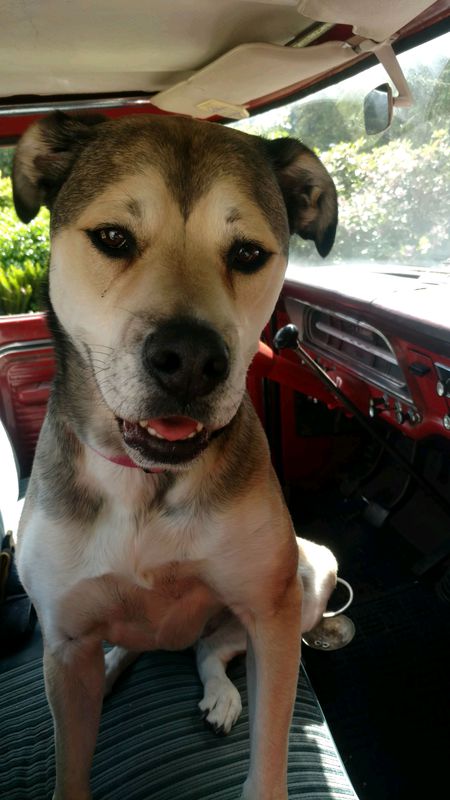 Kallie