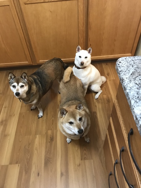 Teddy, Tasia and Dakota