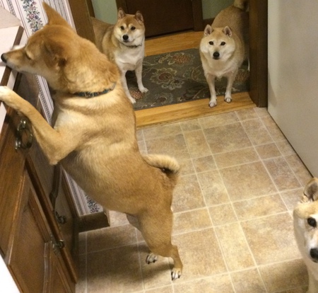 Momo,Appa, Yoshi,Yogi