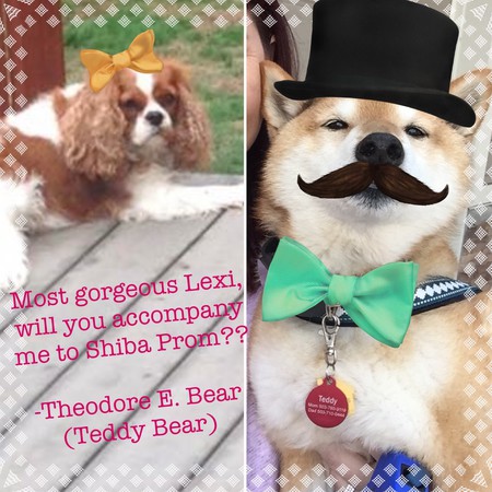 Teddy Bear Schuett