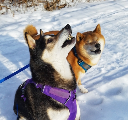 Diablo and Renny 