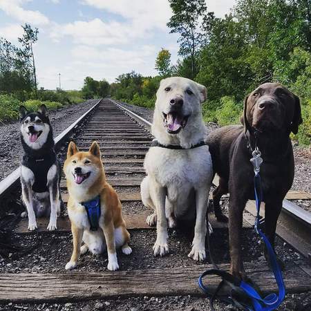 Diablo, Renny, Moe and Windsor