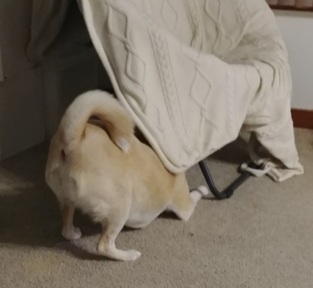 Chilly Watson