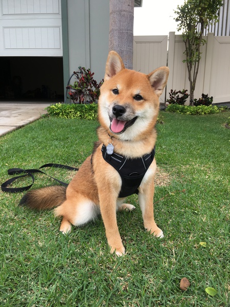 Kaien