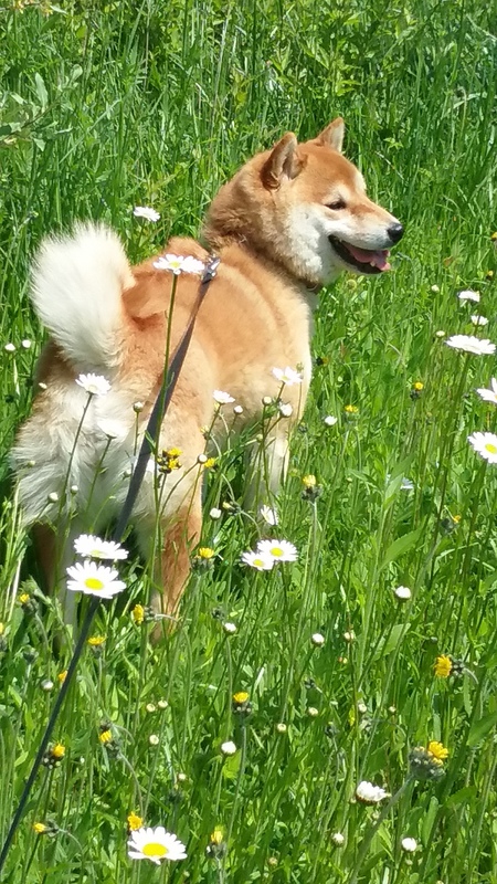 Rosie