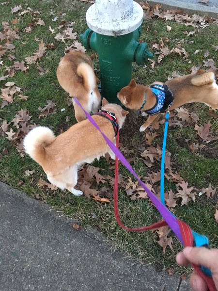 Hana (purple), Leia (red), Anzen (blue)