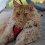 Entry image for Mufasa