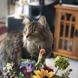 Entry image for Lady Luna 