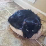 Entry image for Hootie