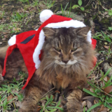 Entry image for Kekoa